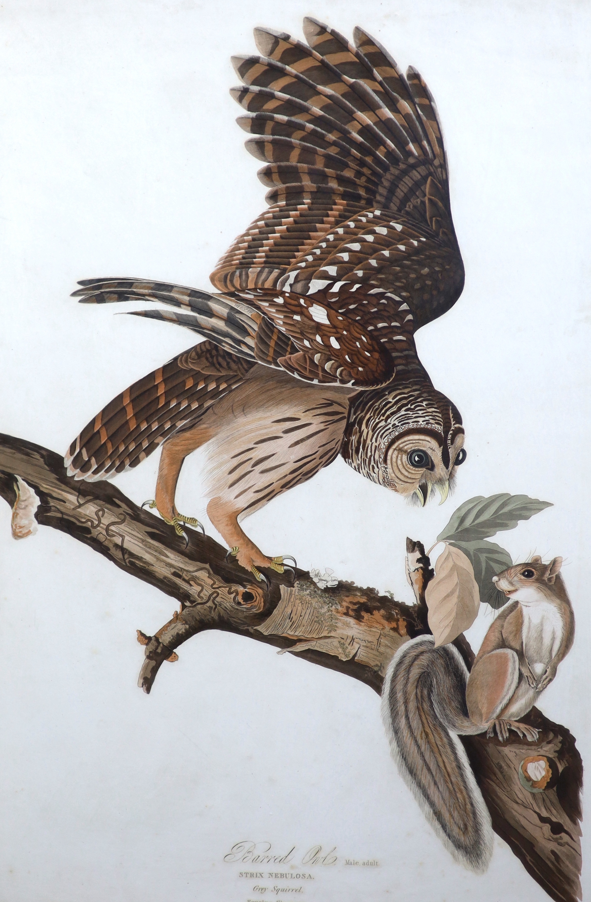 Robert Havell after John James Audubon (1785-1851), Barred Owl, Male adult , Strix Nebulosa and Grey squirrel, Scurius Cinereus, coloured aquatint, 95 x 63cm